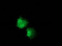 NUDT6 Antibody (clone OTI10A9)