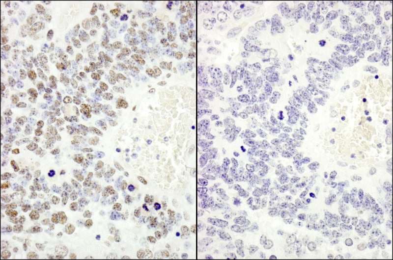 MCM2 Antibody (phospho-Ser53)