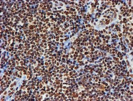 FMR1 / FMRP Antibody (clone OTI3B4)