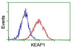 KEAP1 Antibody (clone OTI1B4, Carrier-free)