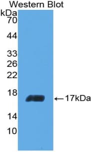 IL5 Antibody (aa20-134)
