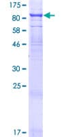 Human TIRC7 / TCIRG1 Protein (Recombinant GST)