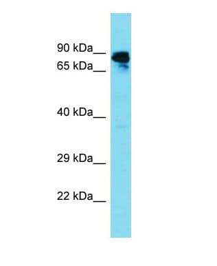 GBP6 Antibody (N-Terminus, HRP)