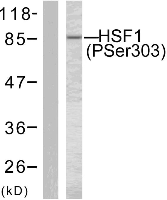 HSF1 Antibody (phospho-Ser303)