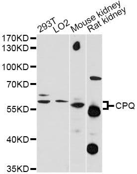 PGCP / Aminopeptidase Antibody