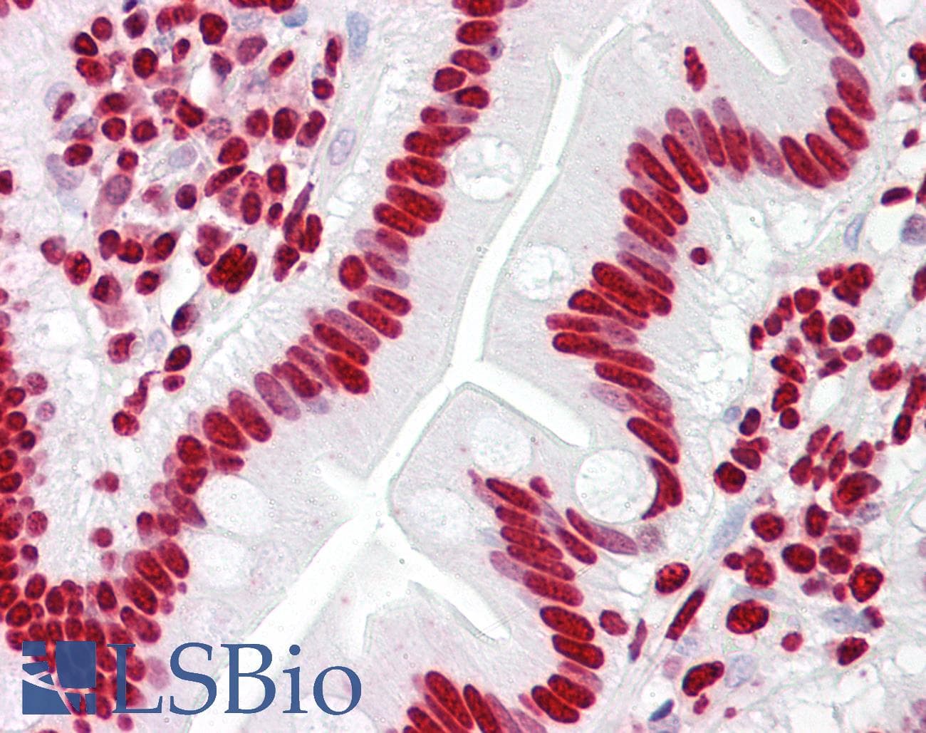 IHC-plus™ Histone H4 Antibody (aa1-50)