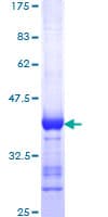 Human DLG1 / SAP97 Protein (Recombinant GST, N-terminus)