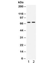 BIRC3 / cIAP2 Antibody