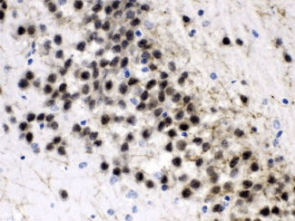 ZWINT Antibody
