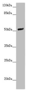 Polyclonal Rabbit anti-Human NOXA1 Antibody (IHC, IF, WB)