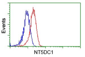 NT5DC1 Antibody (clone OTI2B12)