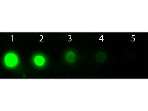 Monoclonal Rat anti-Human AKT2 Antibody (clone 16G11.E8, APC, Internal, IHC, IF, WB)