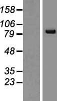SNRK Protein (Over-Expression Lysate Myc-DDK (Flag))