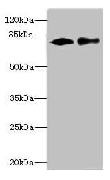 CALCOCO1 / CoCoa Antibody