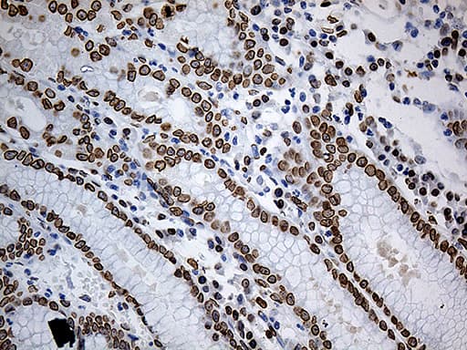 Monoclonal Mouse anti-Human SLU7 / 9G8 Antibody (clone OTI5A7, aa1-300, IHC, WB)