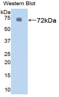 HSPA1L Antibody (aa1-641)