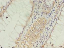 CLDN15 / Claudin 15 Antibody (HRP)