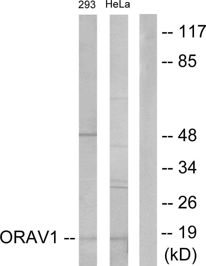 ORAOV1 Antibody