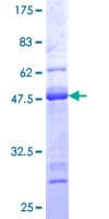 Human CALM3 / Calmodulin 3 Protein (Recombinant GST)