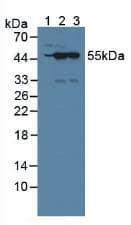 NXN Antibody (aa167-435, Biotin)