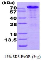 Human BAG3 / BAG-3 Protein (Recombinant His)