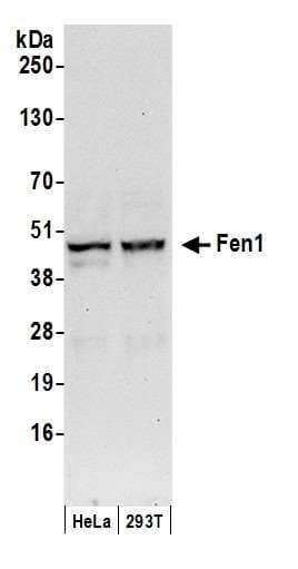 IHC-plus™ FEN1 Antibody (aa250-300)