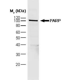 IHC-plus™ Monoclonal Mouse anti-Human PARP1 Antibody (clone A6.4.12, IHC, IF, WB)