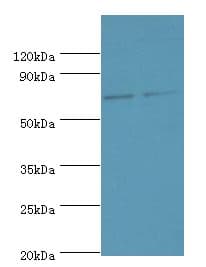 TNFRSF21 / DR6 Antibody (aa371-655)