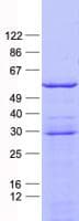 Human PFKFB2 Protein (Recombinant His, N-Terminal)