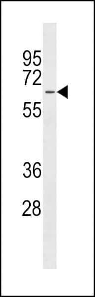 MFSD4 Antibody (aa262-290)