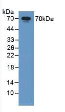 HSPA1A Antibody (aa1-641, APC)