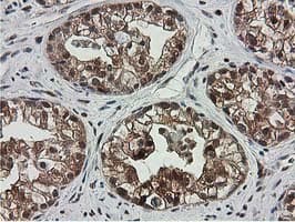 SMS / Spermine Synthase Antibody (clone OTI2G8)