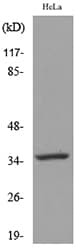 CASP3 / Caspase 3 Antibody