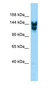 NUP160 Antibody (C-Terminus)