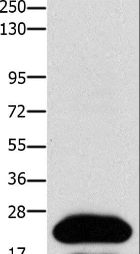 CLDN4 / Claudin 4 Antibody