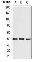 BHLHE41 / BHLHB3 / SHARP1 Antibody (N-Terminus)