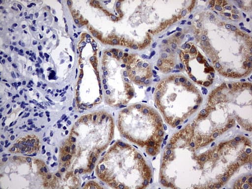 DAP3 Antibody (aa161-398, clone OTI1B12)