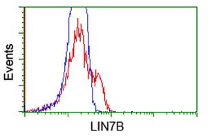 LIN7B Antibody (clone OTI1F11)