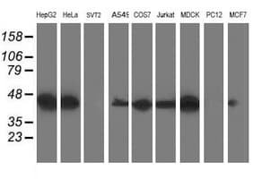 SSR1 Antibody (clone OTI4C7, Carrier-free)