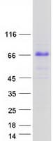 Human TRIM55 / MURF2 Protein (Recombinant Myc-DDK (Flag))