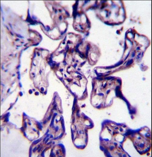 CRTC2 / TORC2 Antibody (aa94-123)