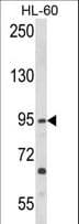 TLR3 Antibody