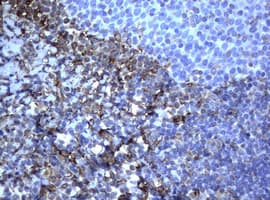 Vimentin Antibody (clone OTI1A9)