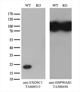 EXOSC1 / CSL4 Antibody (clone OTI4B7)