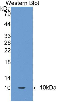 OCM / Oncomodulin Antibody (aa1-109, Biotin)