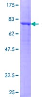 Human GABRA5 Protein (Recombinant GST)