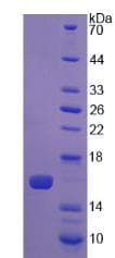 Mouse LOXL2 Protein (Recombinant His)