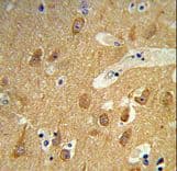 TSPAN12 Antibody (aa232-259)