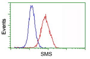SMS / Spermine Synthase Antibody (clone OTI3A8, Carrier-free)
