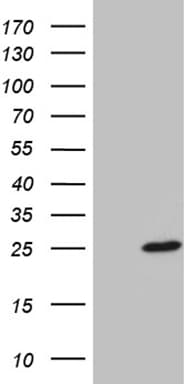 BEX2 Antibody (clone OTI1D1)